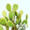 Gota cactus